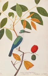 Kragekungsfiskare, från Drawings of Birds from Malacca, c.1805-18 (wc på papper)